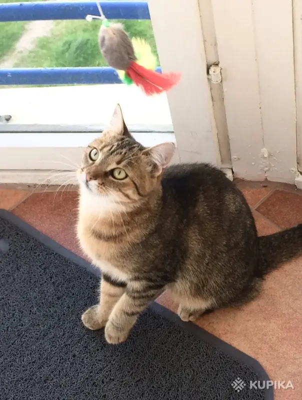 Метис британки Мася в любящие - Вся Беларусь - 244121 - Доска объявлений Kupika.by - Фото 6