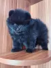 Собаки - Мальчик померанский шпиц. - Вся Беларусь - Фото 3 Мальчик померанский шпиц. - Вся Беларусь - 242905 - Доска объявлений Kupika.by - Фото 3