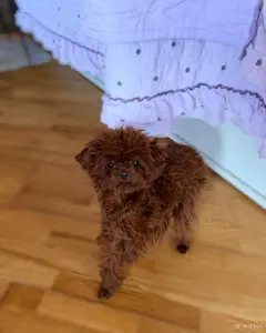 VIP качество мини микро мальтипу той пудель пушон