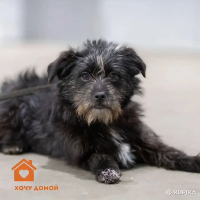 Собаки - Две диванные собачки в дар - Вся Беларусь - Фото 3 Две диванные собачки в дар - Вся Беларусь - 243929 - Доска объявлений Kupika.by - Фото 3