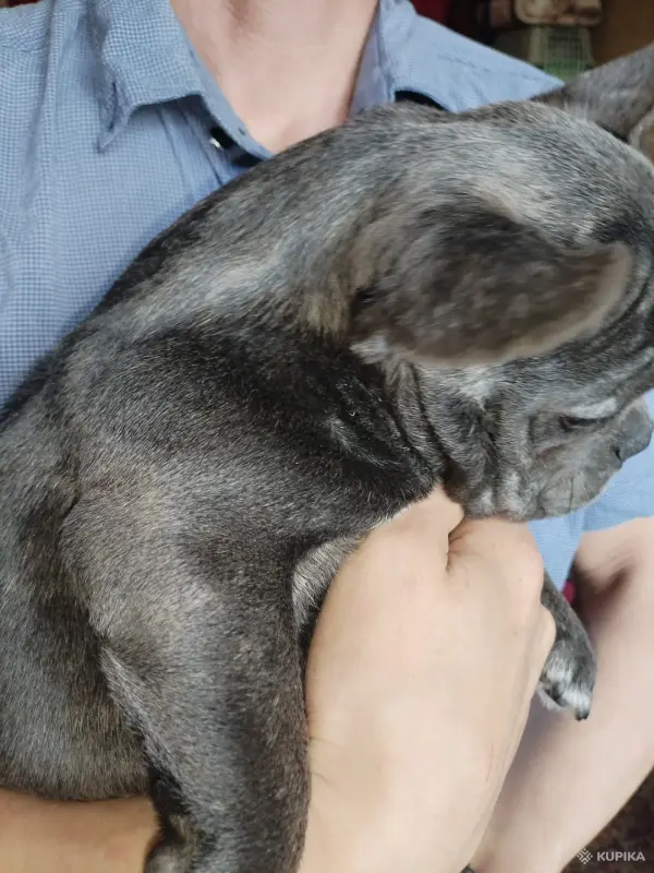 Собаки - Французский бульдог девочка. Доставка. - Вся Беларусь - Фото 3 Французский бульдог девочка. Доставка. - Вся Беларусь - 243156 - Доска объявлений Kupika.by - Фото 3