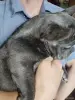 Собаки - Французский бульдог девочка. Доставка. - Вся Беларусь - Фото 3 Французский бульдог девочка. Доставка. - Вся Беларусь - 243156 - Доска объявлений Kupika.by - Фото 3