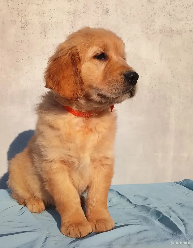 Щенки золотистого ретривера
