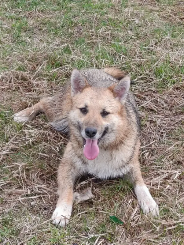 Собаки - Собака - Вся Беларусь - Фото 4 Собака - Вся Беларусь - 243179 - Доска объявлений Kupika.by - Фото 4