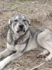 Собака - Вся Беларусь - 243892 - Доска объявлений Kupika.by