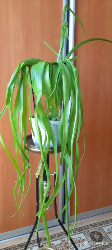 Индийский лук