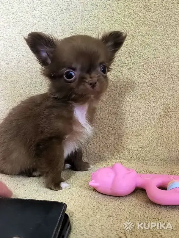 Чихуахуа мальчик красавчик бело-черный  и шоколадные девочки мини - Вся Беларусь - 244822 - Доска объявлений Kupika.by - Фото 7