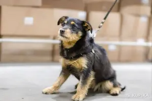 Две диванные собачки в дар