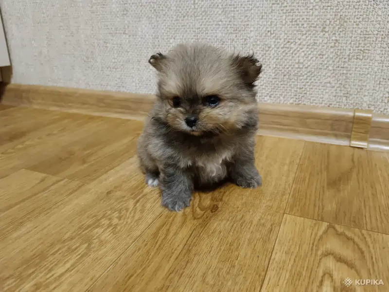 Щенки - Вся Беларусь - 243528 - Доска объявлений Kupika.by - Фото 5
