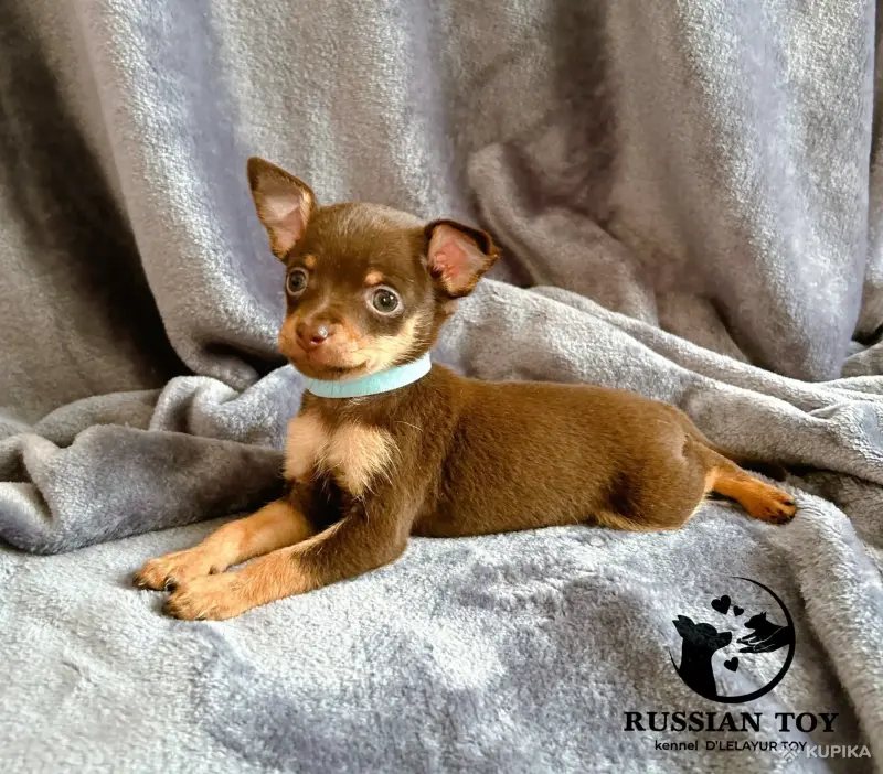 Той терьер -Русский той