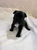 Французский бульдог - Вся Беларусь - 244352 - Доска объявлений Kupika.by