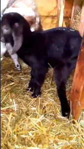 Продам англо нубийских козлят.