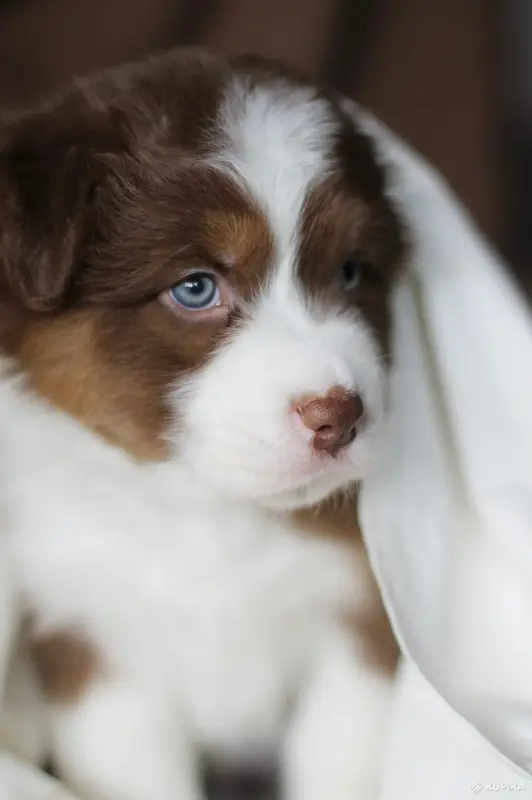 Австралийская овчарка, Аусси