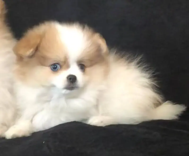 Собаки - померанский шпиц - Вся Беларусь - Фото 14 померанский шпиц - Вся Беларусь - 242040 - Доска объявлений Kupika.by - Фото 14