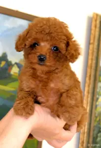 Щенки Той пуделя