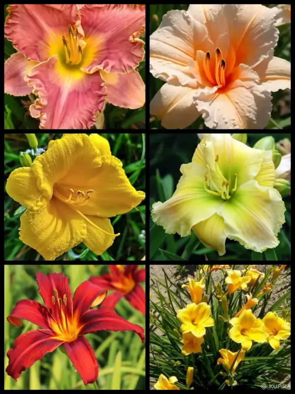 Многолетние растения