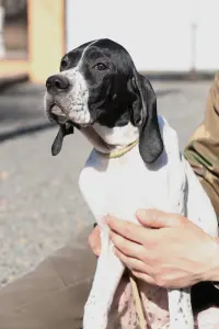 Щенок Английского пойнтера