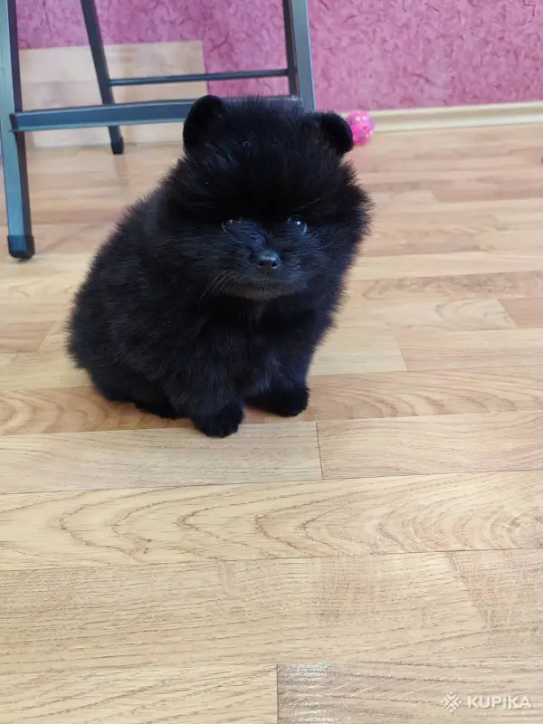 Мальчик померанский шпиц - Вся Беларусь - 242293 - Доска объявлений Kupika.by - Фото 2