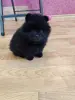 Мальчик померанский шпиц - Вся Беларусь - 242293 - Доска объявлений Kupika.by - Фото 2