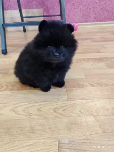 Мальчик померанский шпиц