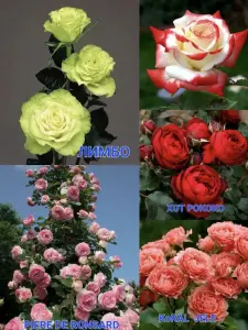 Саженцы роз