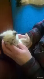 сиамские котята