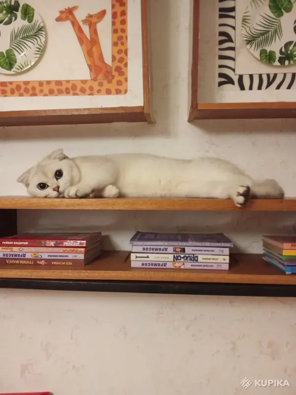 Квартирная передержка для котов - Вся Беларусь - 244873 - Доска объявлений Kupika.by - Фото 10