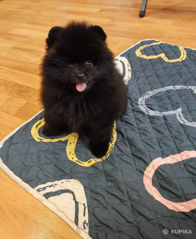 Собаки - Щенки померанского шпица - Вся Беларусь - Фото 5 Щенки померанского шпица - Вся Беларусь - 243822 - Доска объявлений Kupika.by - Фото 5