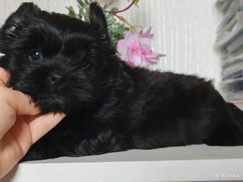 чёрный йоркширский терьер