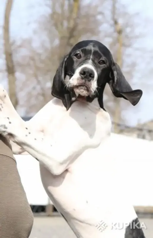 Щенки английского пойнтера - Вся Беларусь - 243444 - Доска объявлений Kupika.by - Фото 2