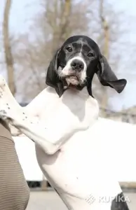 Щенки английского пойнтера