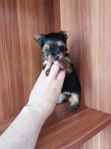 Померанский шпиц.