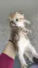 Кошки - Шотландские котята - Вся Беларусь - Фото 3 Шотландские котята - Вся Беларусь - 242581 - Доска объявлений Kupika.by - Фото 3