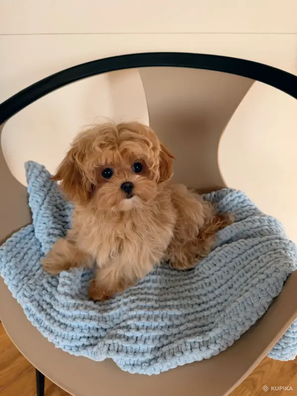 Собаки - VIP качество мини микро мальтипу той пудель пушон - Вся Беларусь - Фото 3 VIP качество мини микро мальтипу той пудель пушон - Вся Беларусь - 243768 - Доска объявлений Kupika.by - Фото 3