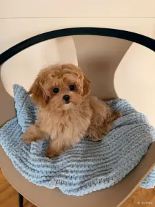 VIP качество мини микро мальтипу той пудель пушон