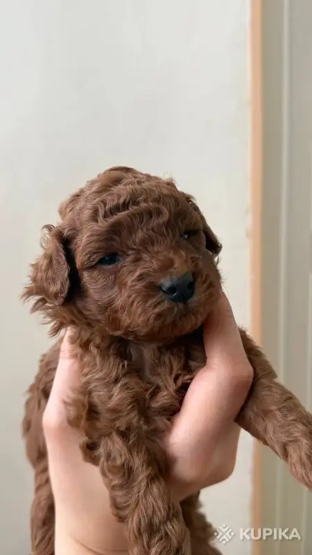 Собаки - Щенки той пуделя - Вся Беларусь - Фото 2 Щенки той пуделя - Вся Беларусь - 243464 - Доска объявлений Kupika.by - Фото 2