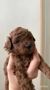 Щенки той пуделя