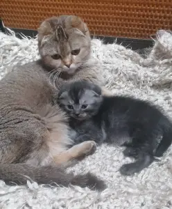 Котята вислоухие шотландские