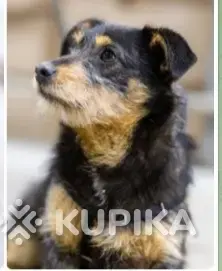 Две диванные собачки в дар