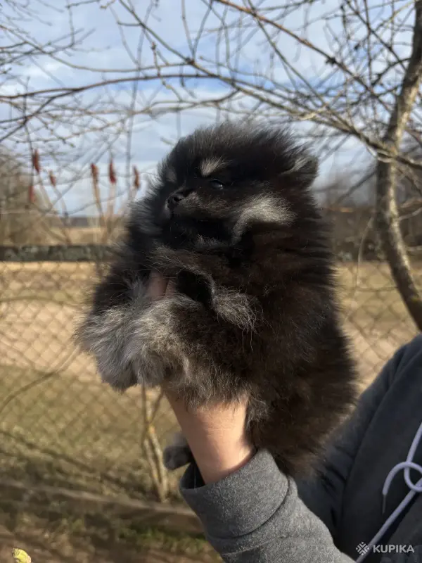 Шпиц, щенки шпица - Вся Беларусь - 242467 - Доска объявлений Kupika.by - Фото 2