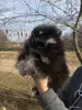 Шпиц, щенки шпица - Вся Беларусь - 242467 - Доска объявлений Kupika.by - Фото 2