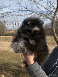 Шпиц, щенки шпица