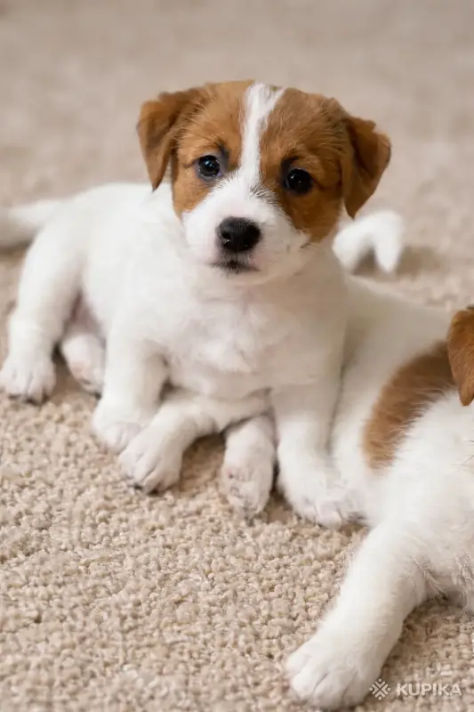 Щенок Джек Рассел - Вся Беларусь - 243642 - Доска объявлений Kupika.by - Фото 3