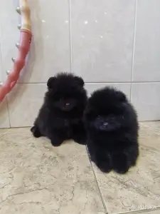 Мальчики померанского шпица