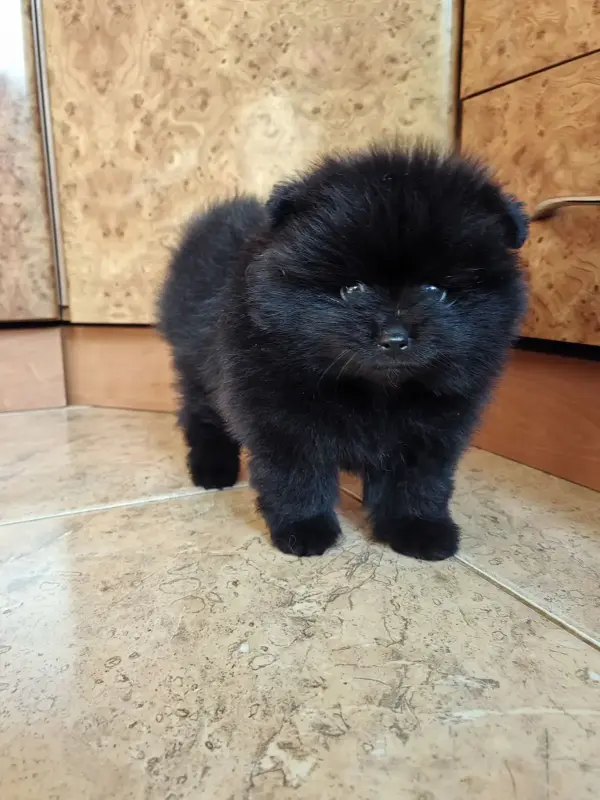 Мальчик померанского шпица