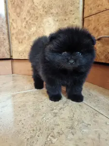 Мальчик померанского шпица