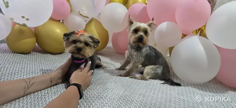 Собаки - Животные - Вся Беларусь Животные - Вся Беларусь - 243050 - Доска объявлений Kupika.by