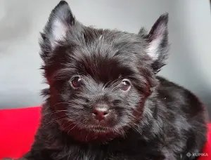 Йоркширский терьер мальчик чёрный