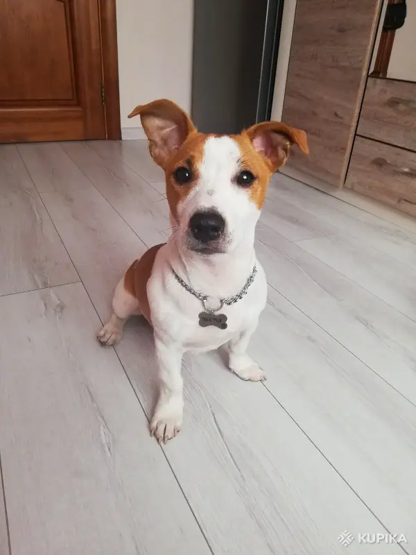 Случка, вязка