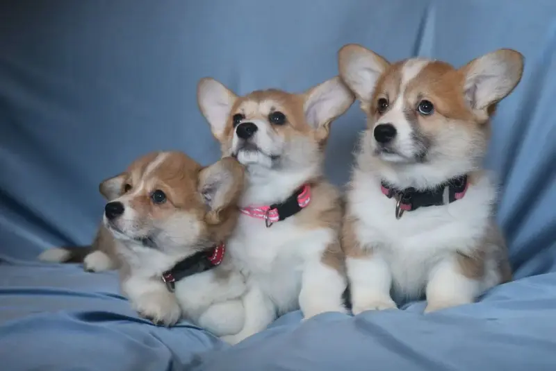 Корги щенки